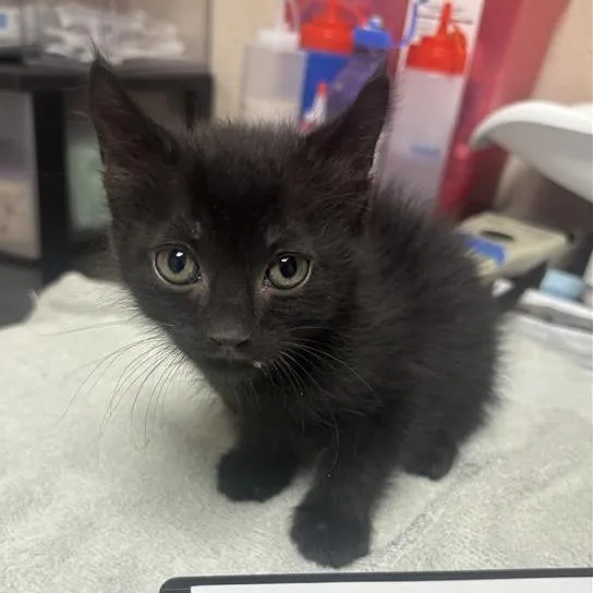 A baby small-sized male Domestic Short Hair cat named Roadrunner for adoption in Tempe, AZ