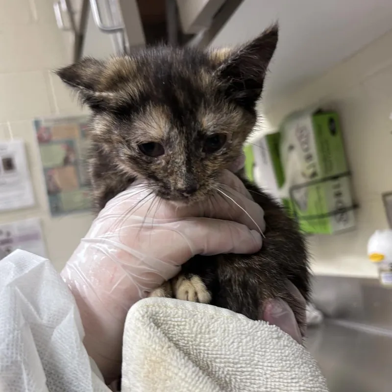 A baby small-sized female Black Domestic Short Hair cat named Acceleration for adoption in Asheville, NC