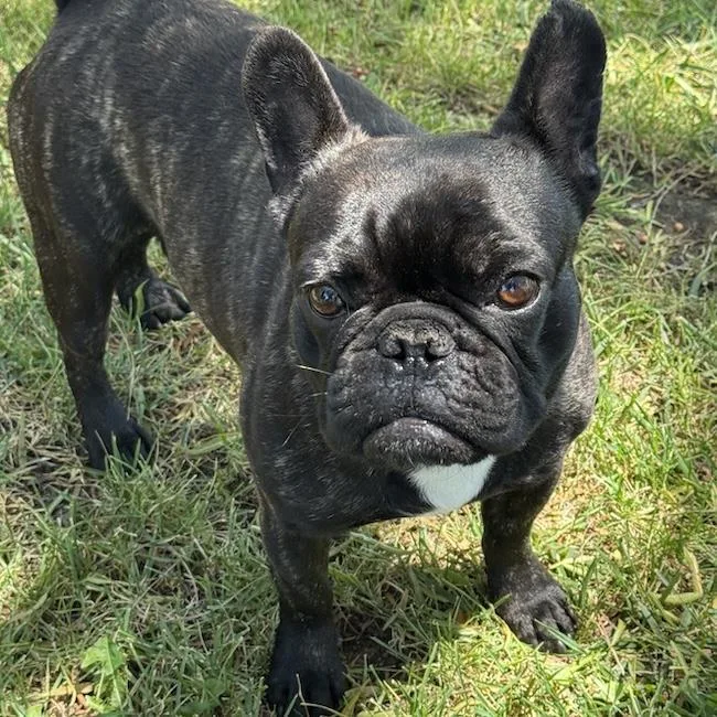 An adult small-sized male French Bulldog dog named Opie for adoption in San Diego, CA