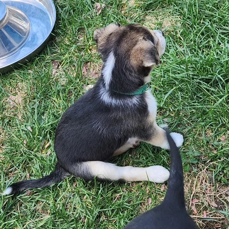 Mama Suzie's Fab Five thumbnail 2