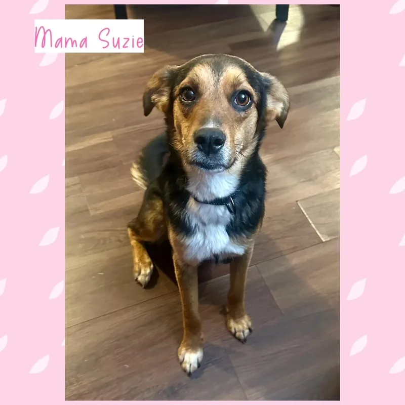 Mama Suzie's Fab Five thumbnail 3