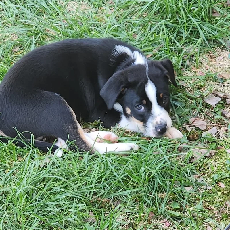 Mama Suzie's Fab Five thumbnail 4