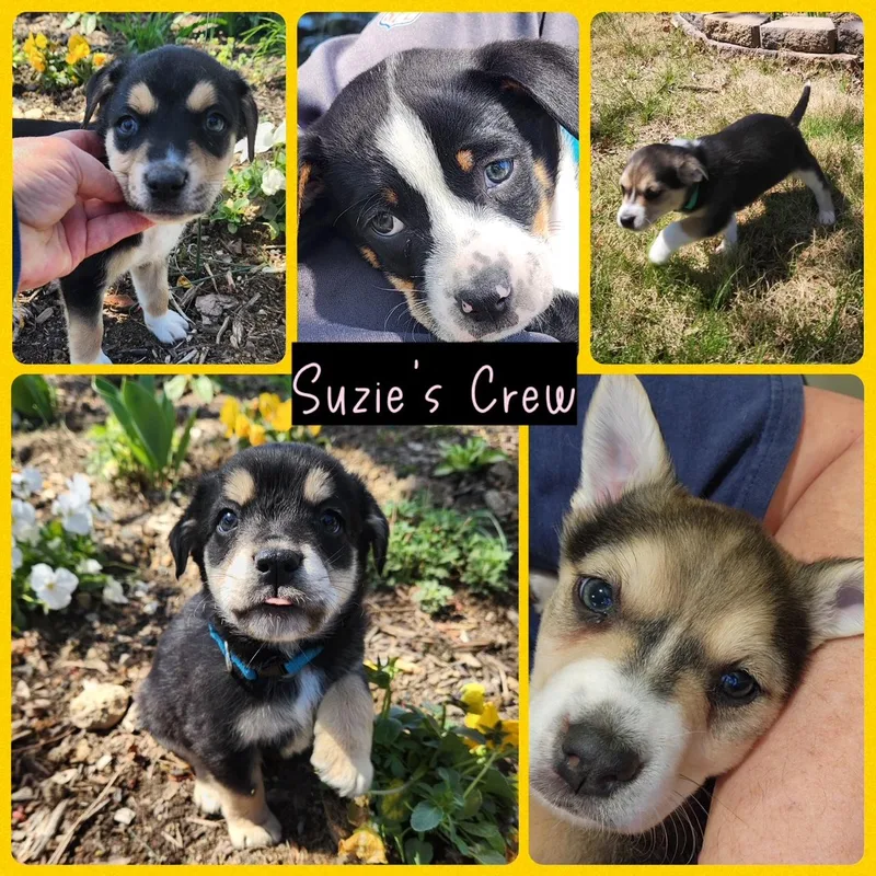 Mama Suzie's Fab Five thumbnail 5