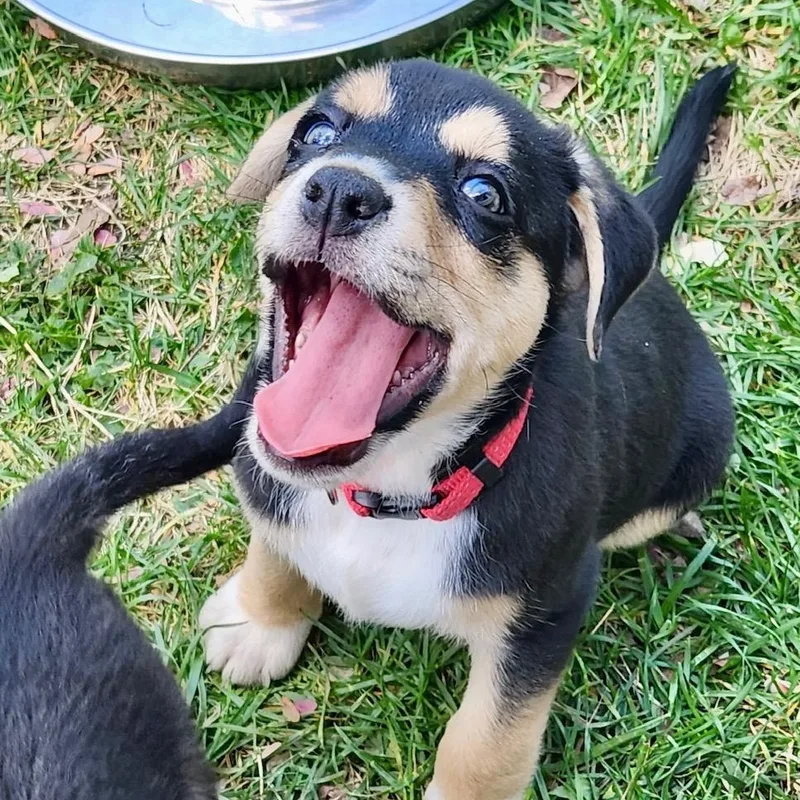 Mama Suzie's Fab Five thumbnail 6