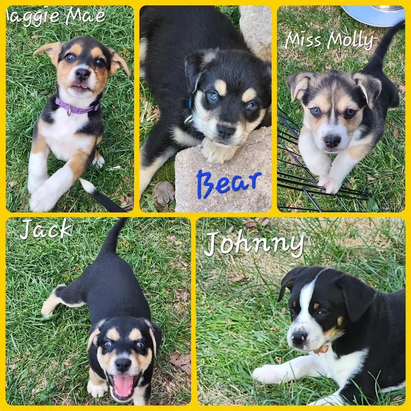 A baby medium-sized female Mixed Breed dog named Mama Suzie's Fab Five for adoption in Richmond, VA