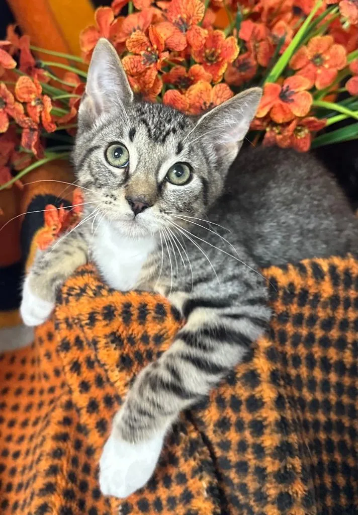 A baby small-sized male Domestic Short Hair cat named Jackson for adoption in Stillwater, OK