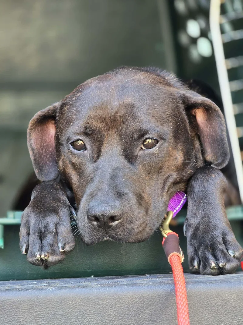 An adult medium-sized female Brindle Pit Bull Terrier dog named Melon for adoption in Grants Pass, OR