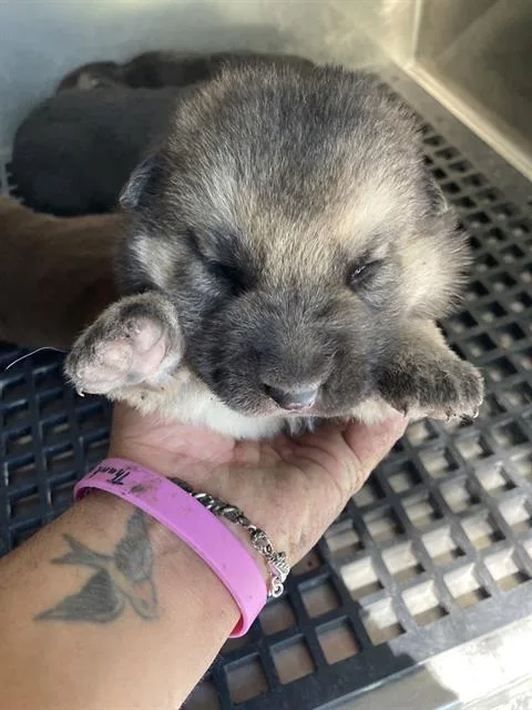 A baby small-sized male Mixed Breed dog named Jupiter for adoption in Dallas, TX