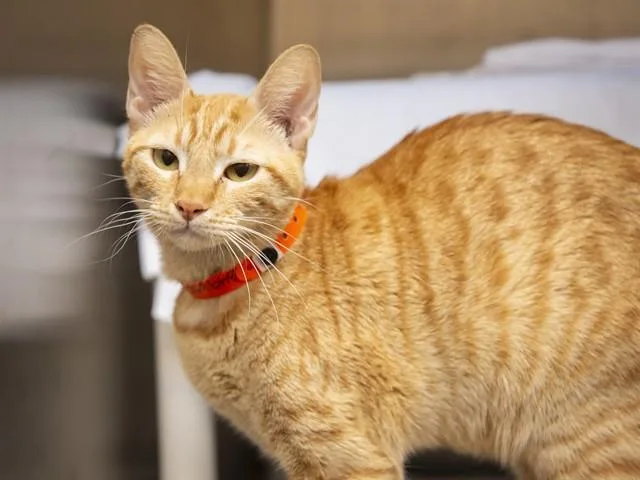 A young small-sized female Domestic Short Hair cat named Sally for adoption in Phoenix, AZ