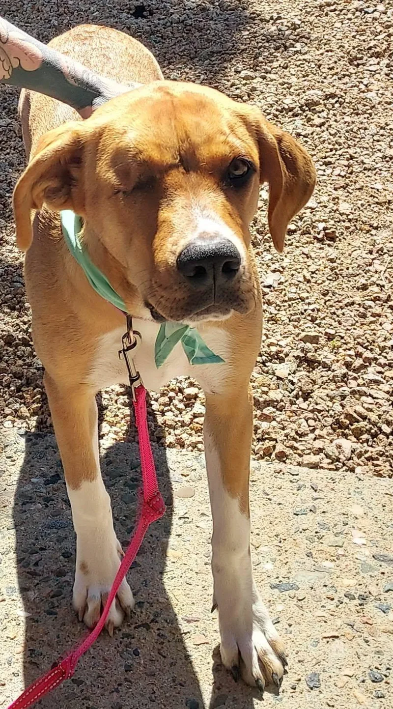 A young medium-sized female Mixed Breed dog named Sandy for adoption in Chino Valley, AZ