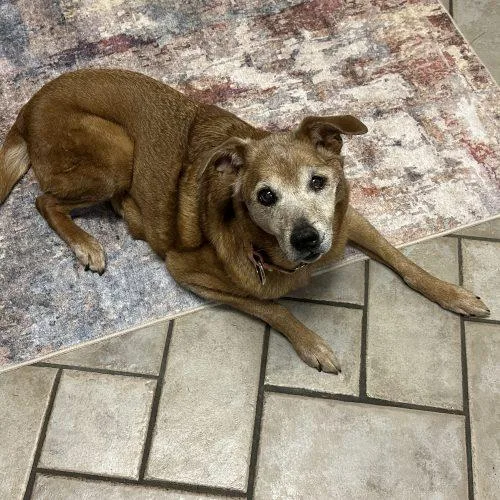 A senior medium-sized female Brown / Chocolate Labrador Retriever dog named Pearl D for adoption in Frankfort, KY