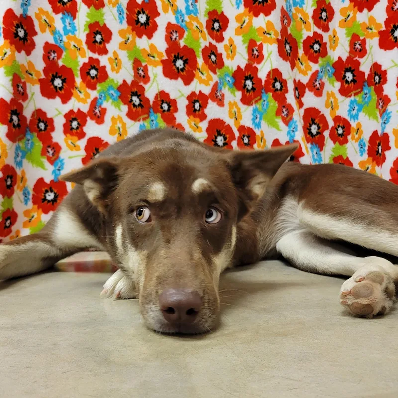 An adult medium-sized female Husky dog named Rowena for adoption in ALPINE, TX