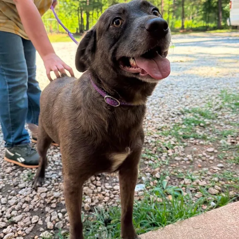An adult small-sized male Brown / Chocolate Mixed Breed dog named Smokey for adoption in Valley, AL