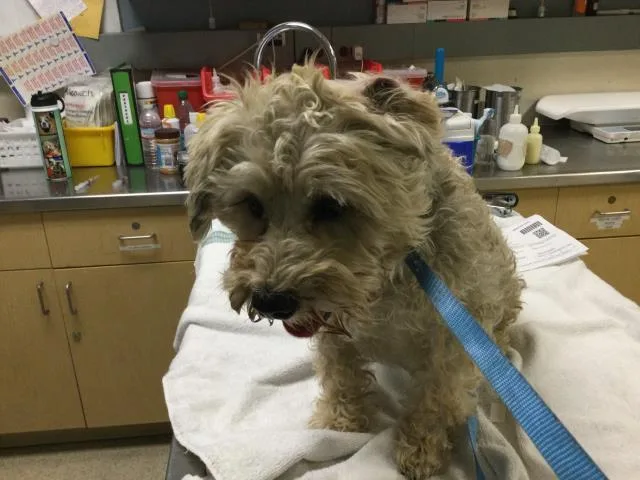 An adult medium-sized male Schnauzer dog named Markitos for adoption in Riverside, CA