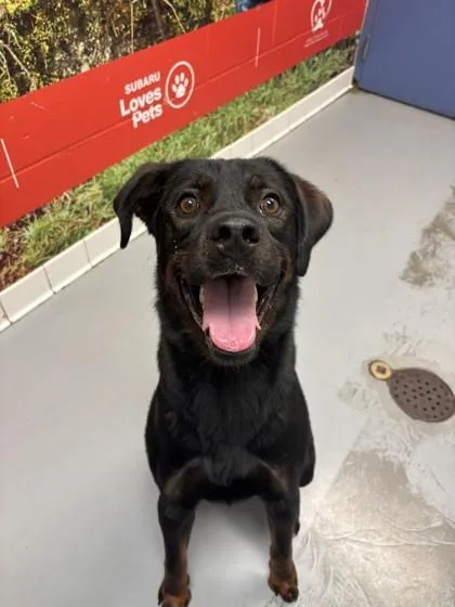 An adult medium-sized male Black Mixed Breed dog named Kazoo for adoption in Lafayette, IN
