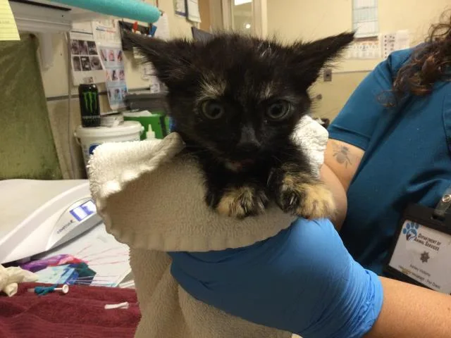 A baby small-sized female Domestic Short Hair cat named Sporty for adoption in Riverside, CA