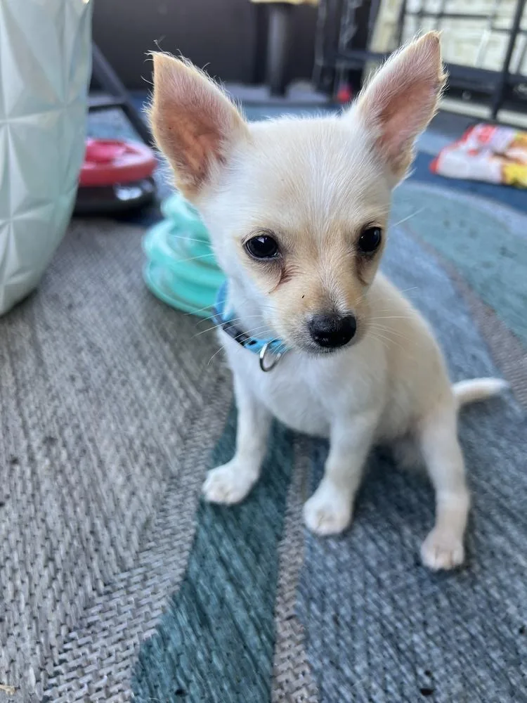 A baby small-sized male Chihuahua dog named Chis Stick for adoption in Lakeland, FL
