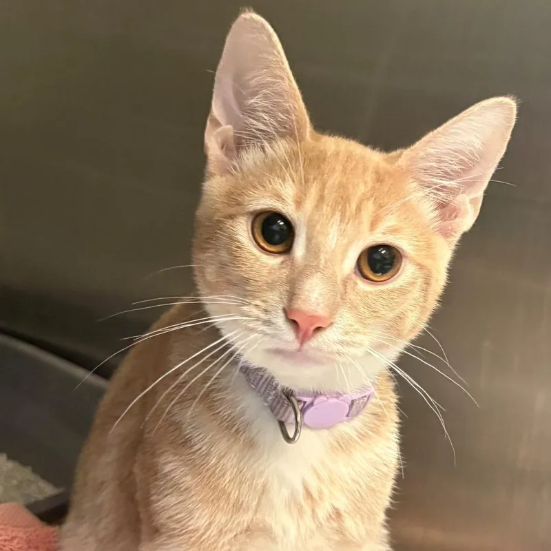 A baby medium-sized male Buff / Tan / Fawn Domestic Short Hair cat named Turmeric for adoption in East Hanover, NJ