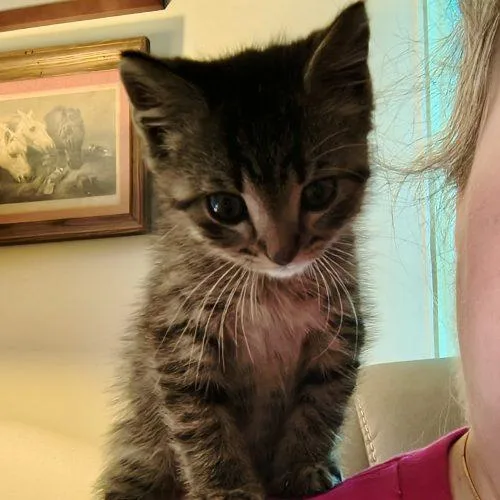 A baby small-sized male Tabby (Brown / Chocolate) Domestic Short Hair cat named Sweet Baby Ray for adoption in Knoxville, TN