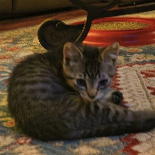 Sweet Baby Ray thumbnail 2