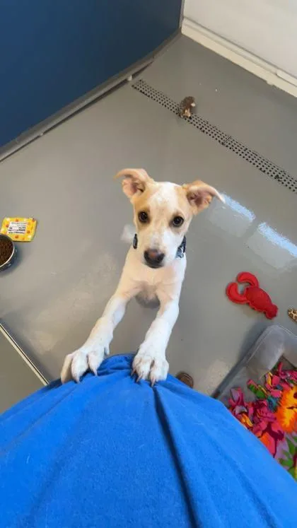 A young small-sized female Pit Bull Terrier dog named Sweet Pea for adoption in Mount Pleasant, IA