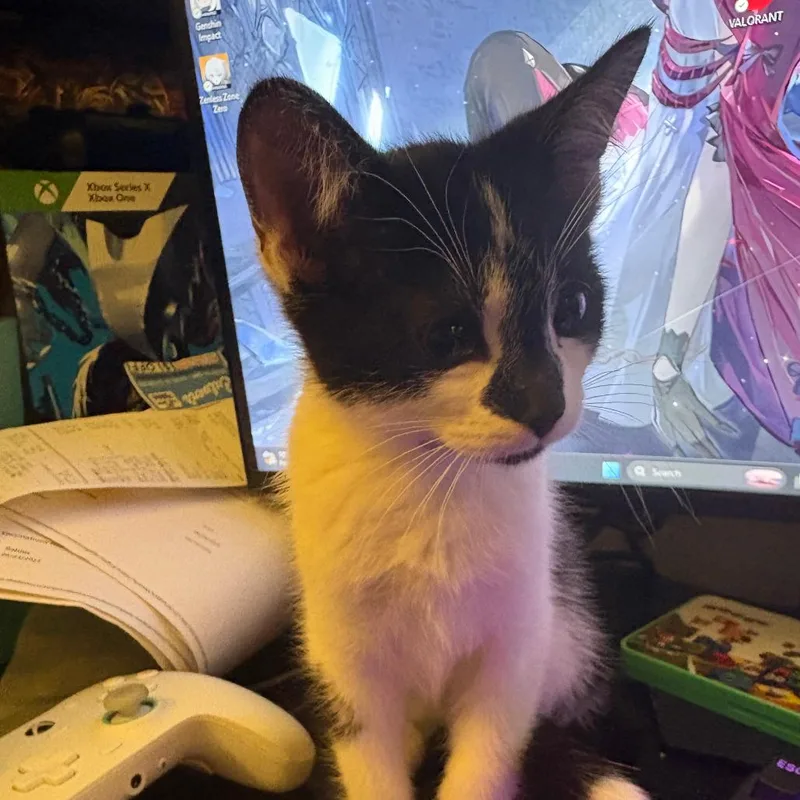 A baby small-sized female White Domestic Short Hair cat named Oreo Bonded with for adoption in Bristol, IN