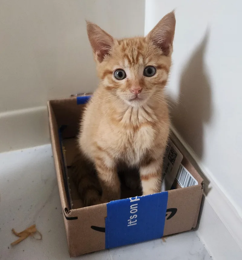 A baby small-sized male Orange / Red Domestic Short Hair cat named Schiff for adoption in Seven Valleys, PA
