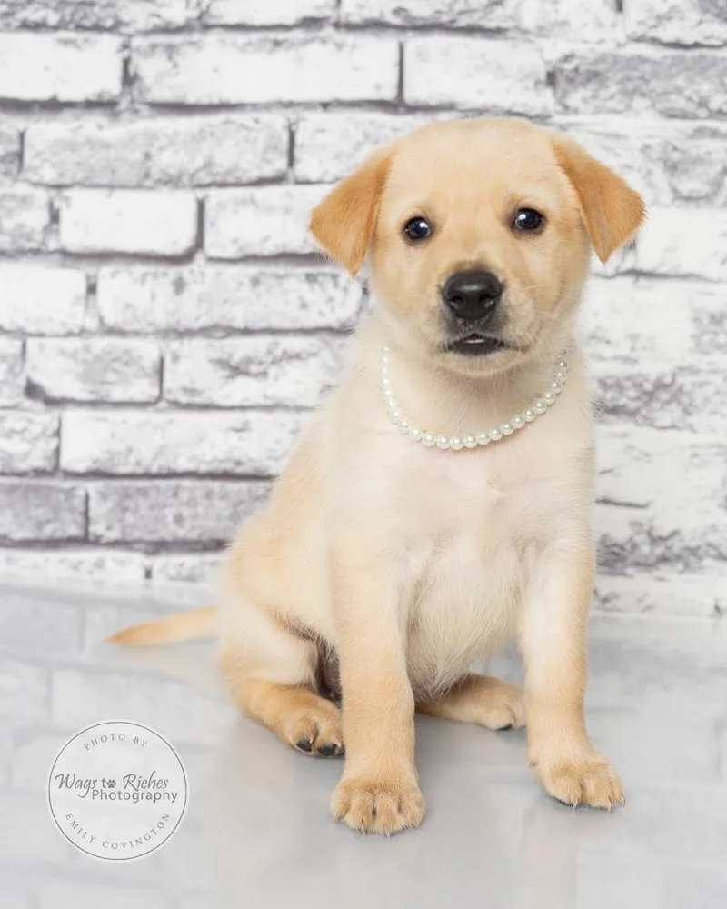 A baby medium-sized female Yellow / Tan / Blond / Fawn Labrador Retriever dog named Penny for adoption in Tuscaloosa, AL