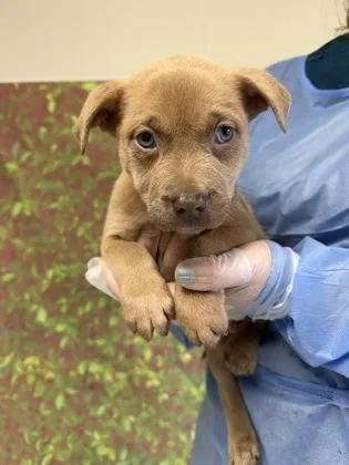 A young small-sized female Labrador Retriever dog named Omelet for adoption in San Antonio, TX