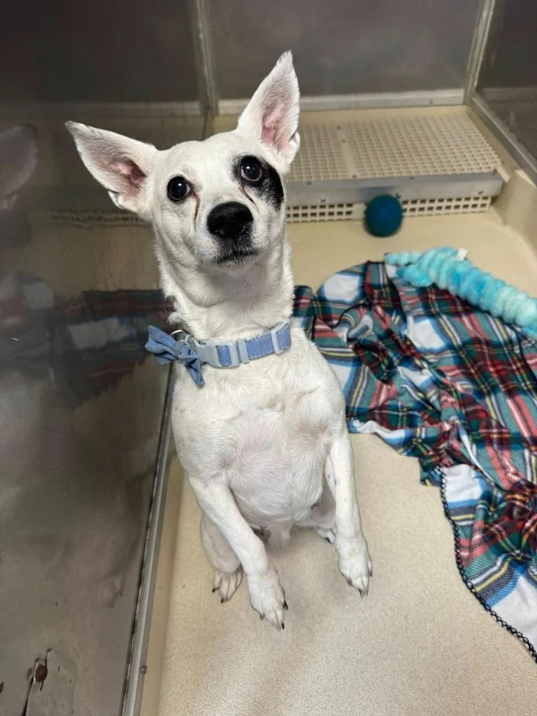 A senior medium-sized female Jack Russell Terrier dog named Mischief for adoption in Marion, OH