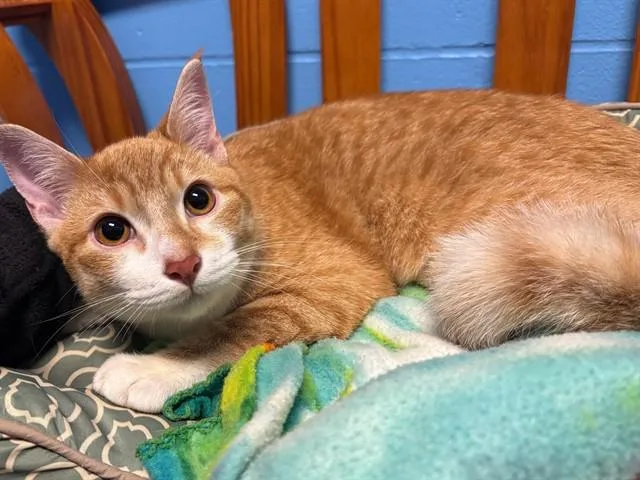 A young small-sized male Domestic Short Hair cat named Danny for adoption in Ames, IA