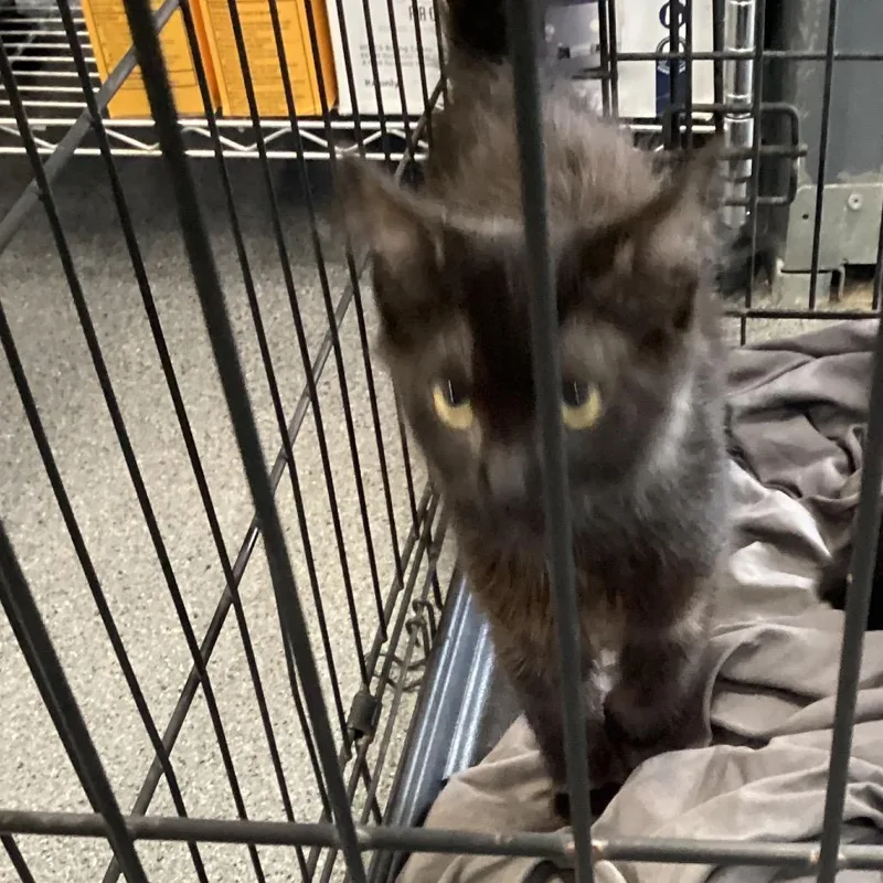 A baby small-sized male Black Domestic Medium Hair cat named Mochi for adoption in Montgomery, AL