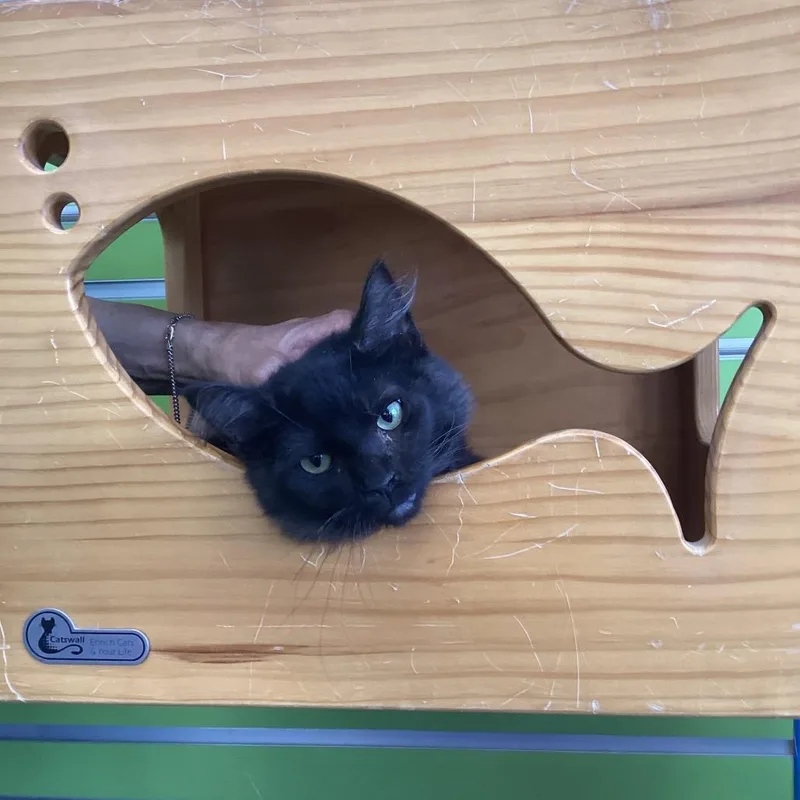Mochi thumbnail 2