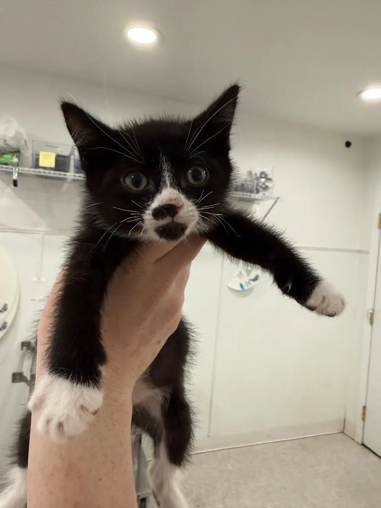 A baby small-sized female Domestic Short Hair cat named Uhura for adoption in Brookings, OR