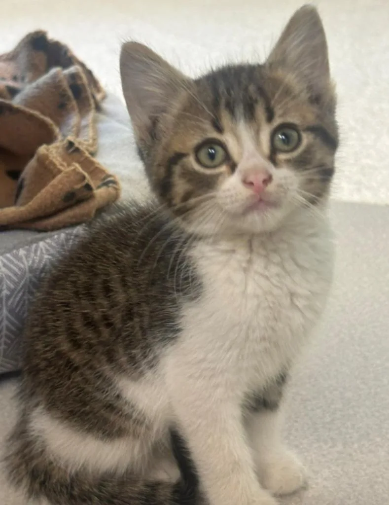 A baby large-sized male Domestic Short Hair cat named Ocean for adoption in Viroqua, WI