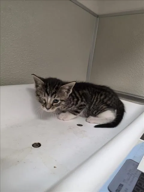 A baby small-sized female Domestic Short Hair cat named Petunia for adoption in Tracy, CA