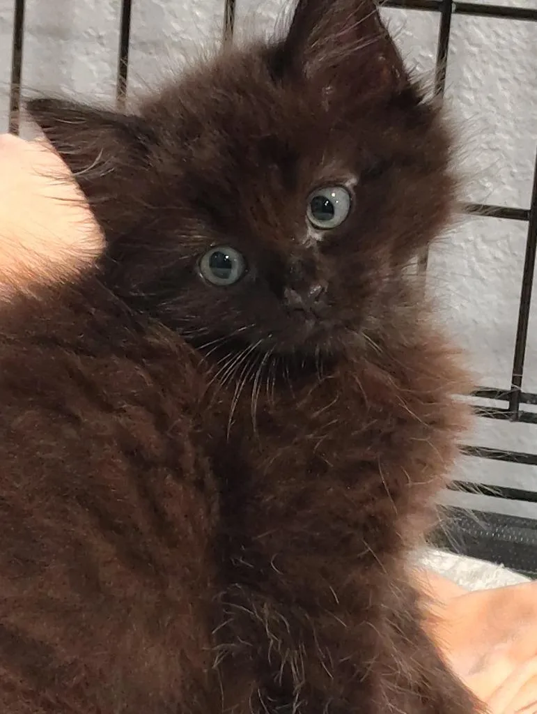 Pepper