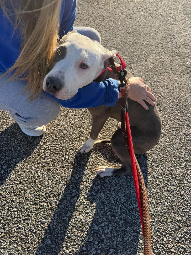 An adult large-sized male Pit Bull Terrier dog named Dudley for adoption in Waterloo, IA