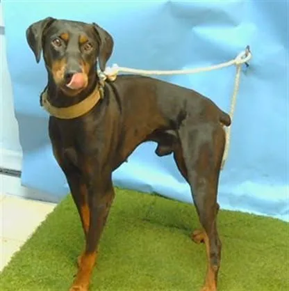 A young large-sized male Doberman Pinscher dog named Rex for adoption in Gardena, CA