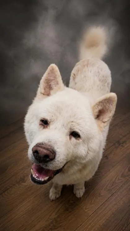 A senior extra large-sized male Akita dog named Apollo for adoption in West Memphis, AR