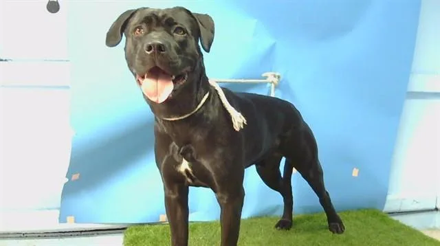 Rex