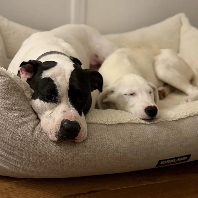 A baby medium-sized female White / Cream Mixed Breed dog named Chloe for adoption in Durham, NC