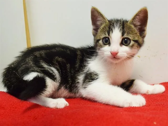 A baby small-sized male Domestic Short Hair cat named Clark for adoption in Sacramento, CA