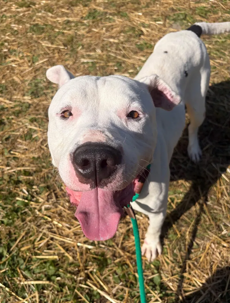 An adult medium-sized male White / Cream Dogo Argentino dog named Stewart for adoption in Chicago, IL