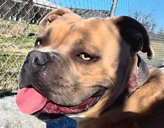 A young medium-sized male Pit Bull Terrier dog named Meatball for adoption in Rogers, AR