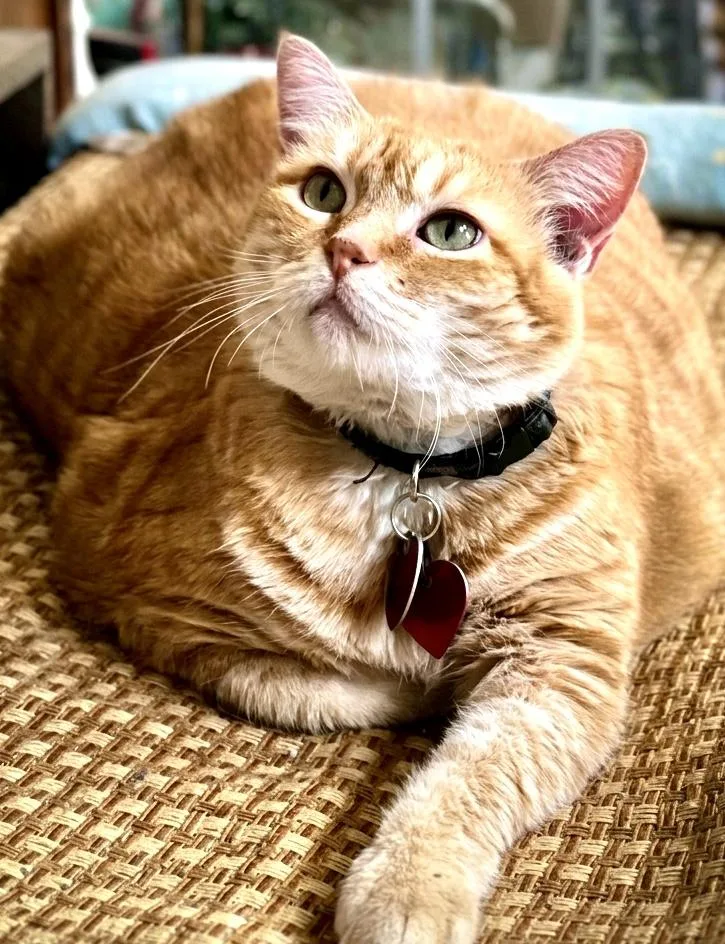 A senior extra large-sized female Orange & White Domestic Short Hair cat named Kb for adoption in Ladson, SC