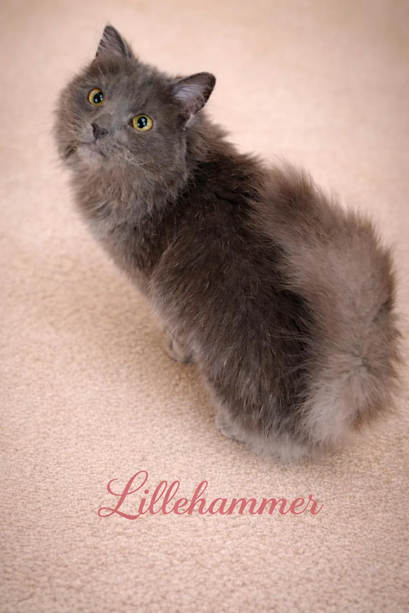 A young medium-sized female Gray / Blue / Silver Domestic Long Hair cat named Lillehammerolympic Ball Of Fluff for adoption in Laurel, MD
