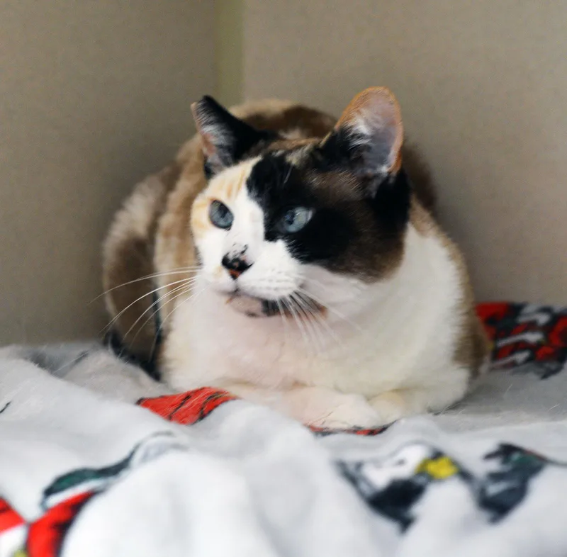 An adult medium-sized female Calico cat named Villy for adoption in San Clemente, CA