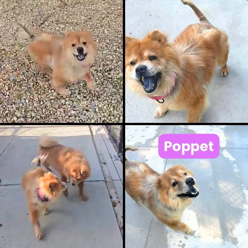 Poppet