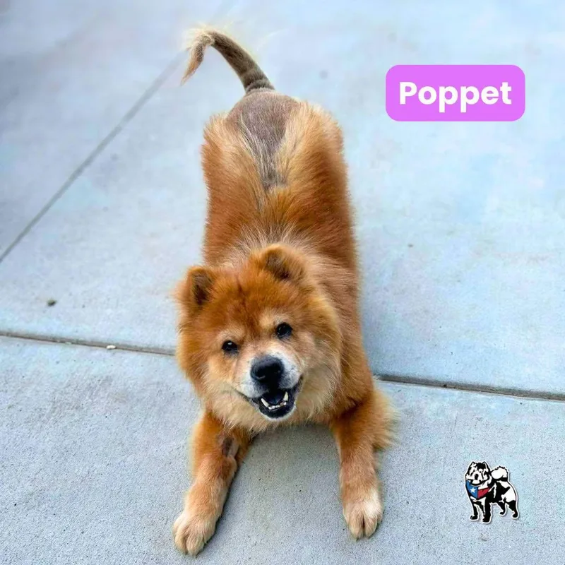 Poppet thumbnail 2
